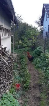 Cock4 Foto stock