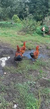 Cock5 Stock Photos