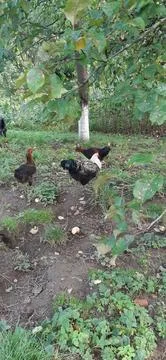 Cock6 Foto stock