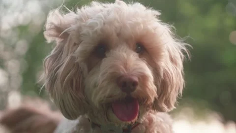 Cockapoo Close up Outdoors Video stock 130899819