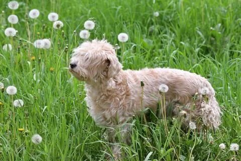 Cockapoo is a cross between a cocker spaniel and a poodle. Stock Photos