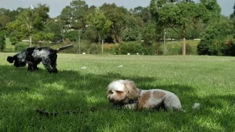 A Cockapoo dog chewing a stick whilst another dog sniffs slow motion 4K Stock Footage 196647784