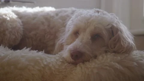 Cockapoo dog Video stock 130903865