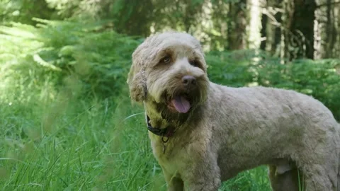 Cockapoo dog 動画素材 140194272