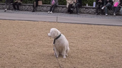 Cockapoo Dog On Leash Sitting In The Park. - static shot Stock Footage 309097238
