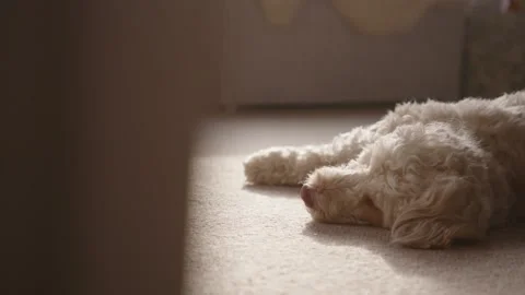 Cockapoo dog looking at camera Video stock 130903847