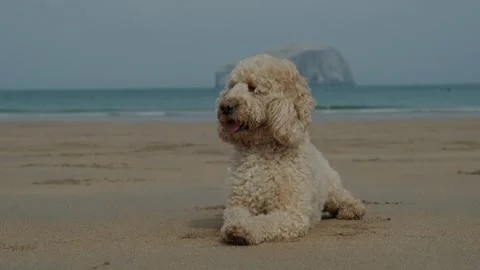 Cockapoo dog lying on the beach on a sunny day Stock Footage 275561107