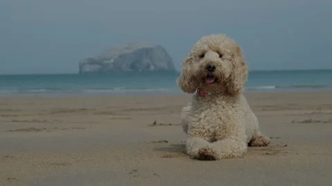 Cockapoo dog lying on the beach on a sunny day Stock Footage 275561111