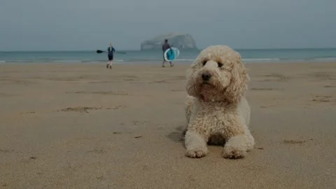Cockapoo dog lying on the beach on a sunny day Stock Footage 275561123