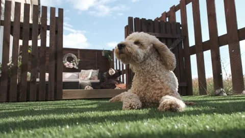 Cockapoo dog lying in garden on sunny day Stock Footage 211783676