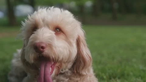 Cockapoo dog outdoors Video stock 130899873