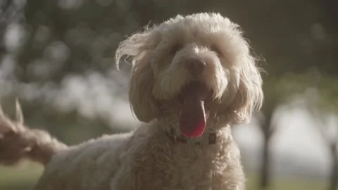 Cockapoo dog panting Stock Footage 130899879