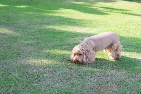 Cockapoo dog play on green grass Stock Photos