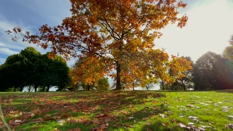 Cockapoo dog running on grass in autumn Stock Footage 169484661