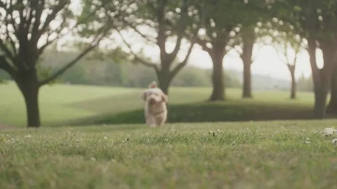 Cockapoo dog running towards camera Video stock 130899855