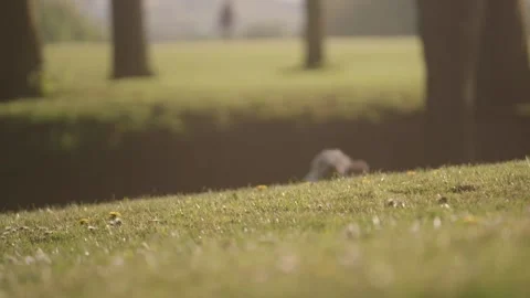 Cockapoo dog running towards camera Video stock 130899871