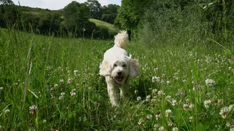 Cockapoo dog runs towards camera slow motion Stock Footage 199096699