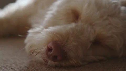 Cockapoo dog sleeping Stock Footage 130903841