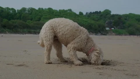 Cockapoo dog sniffing around on the beach on a sunny day Stock Footage 275561120
