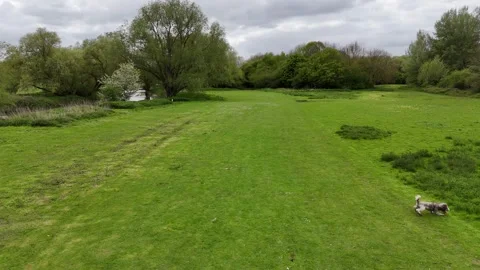 Cockapoo dog tries to catch dog  view from drone Bedford UK Stock Footage 273296105