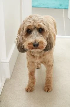 Cockapoo dog - very cute - on carpet Stock Photos