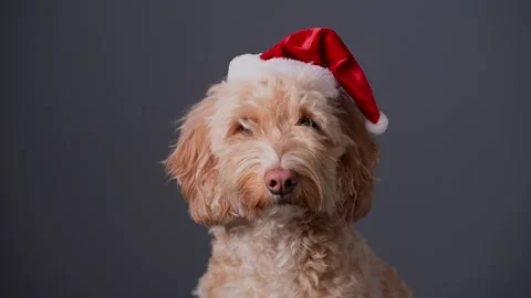 Cockapoo dog wearing Christmas hat Stock Footage 222973336