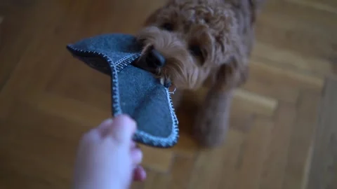 The cockapoo drags the master's stolen slippers Stock Footage 267841043