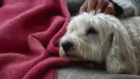 Cockapoo female pet dog looking at camera Stock Footage 212422637