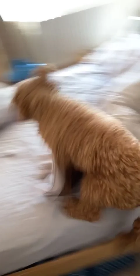 Cockapoo Has a Major Case of the Zoomies, Bedfordshire, England - 25 May 2020 Video stock 205168265