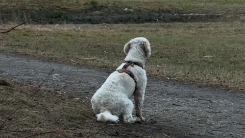 Cockapoo Labradoodle cream fur coat well behaved dog outdoor Stock Footage 321724437
