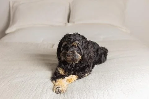 Cockapoo lying down on bed with paws crossed Stock Photos