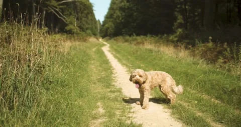 Cockapoo in a nature park Stock Footage 139755596