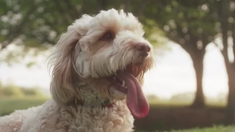 Cockapoo panting Video stock 130899827