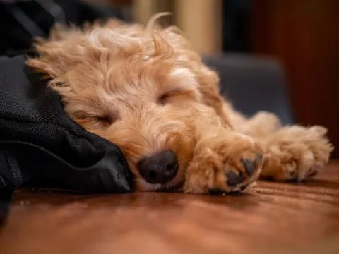 Cockapoo puppy asleep on a table Stock-Fotos