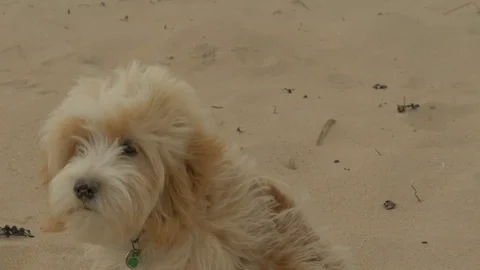 Cockapoo puppy on the beach Stock Footage 79900128
