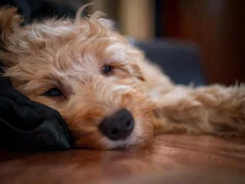 Cockapoo puppy falling asleep on a table Stock-Fotos