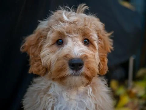 Cockapoo puppy looking towards camera Stock-Fotos