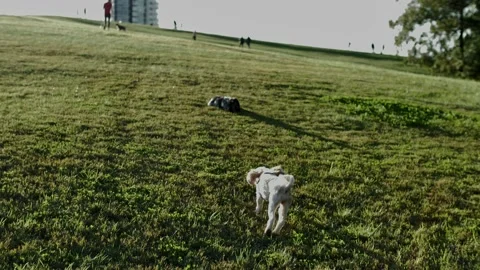 A Cockapoo running up a hill with out of focus dogowners background slomo Stock Footage 196652466