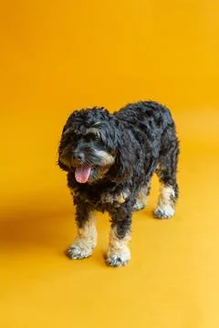 Cockapoo standing on orange seamless background Foto stock