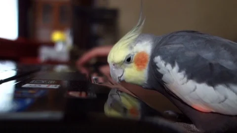 Cockatiel and computer Stock Footage 107307517