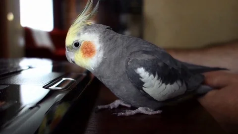 Cockatiel and computer Stock Footage 107307525