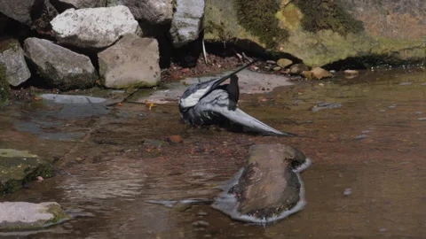 Cockatiel bathing in the stream Stock Footage 239919346