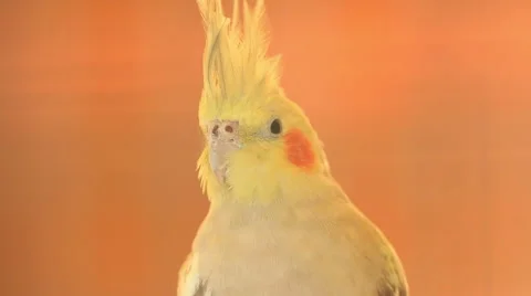 Cockatiel bird, close up. Stock Footage 44784151