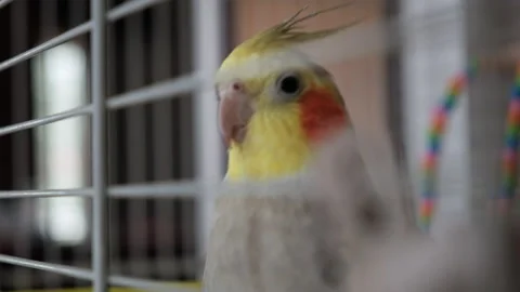 Cockatiel in cage Stock Footage 224380136