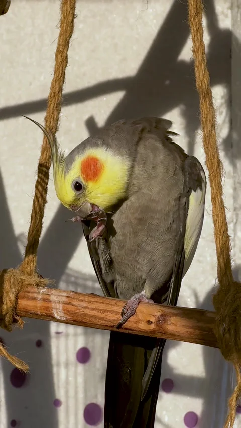 Cockatiel cleaning claws while perched on wooden swing in cozy indoor setting Stock Footage 324896535
