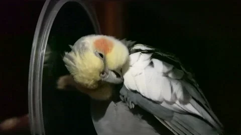 The cockatiel cleans himself in front of the mirror in the evening Stock Footage