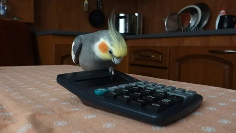 Cockatiel communicates with calculator Stock Footage 107308535