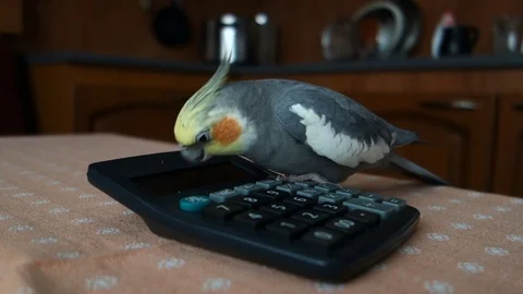 Cockatiel communicates with calculator Stock Footage 107308593