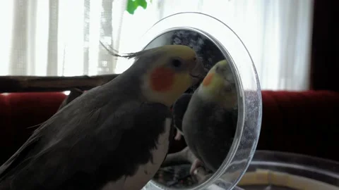 The cockatiel communicates with its own reflection in the mirror Stock Footage 200555561