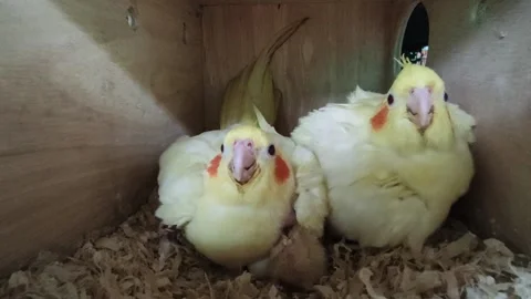 Cockatiel hatcing eggs in nest Stock Footage 218338459